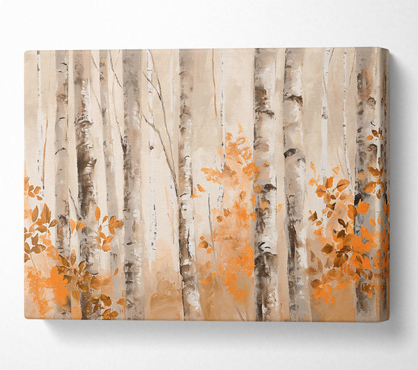 Orange Grove Birch Trees