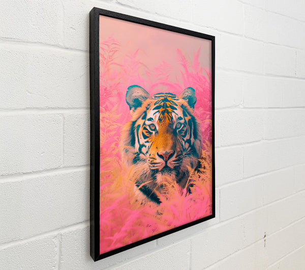 Pink Tiger Gaze
