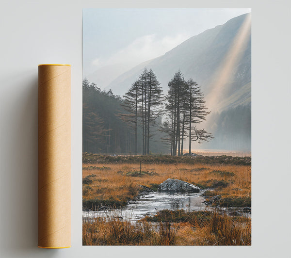 Golden Light Through Pines Giclee Print