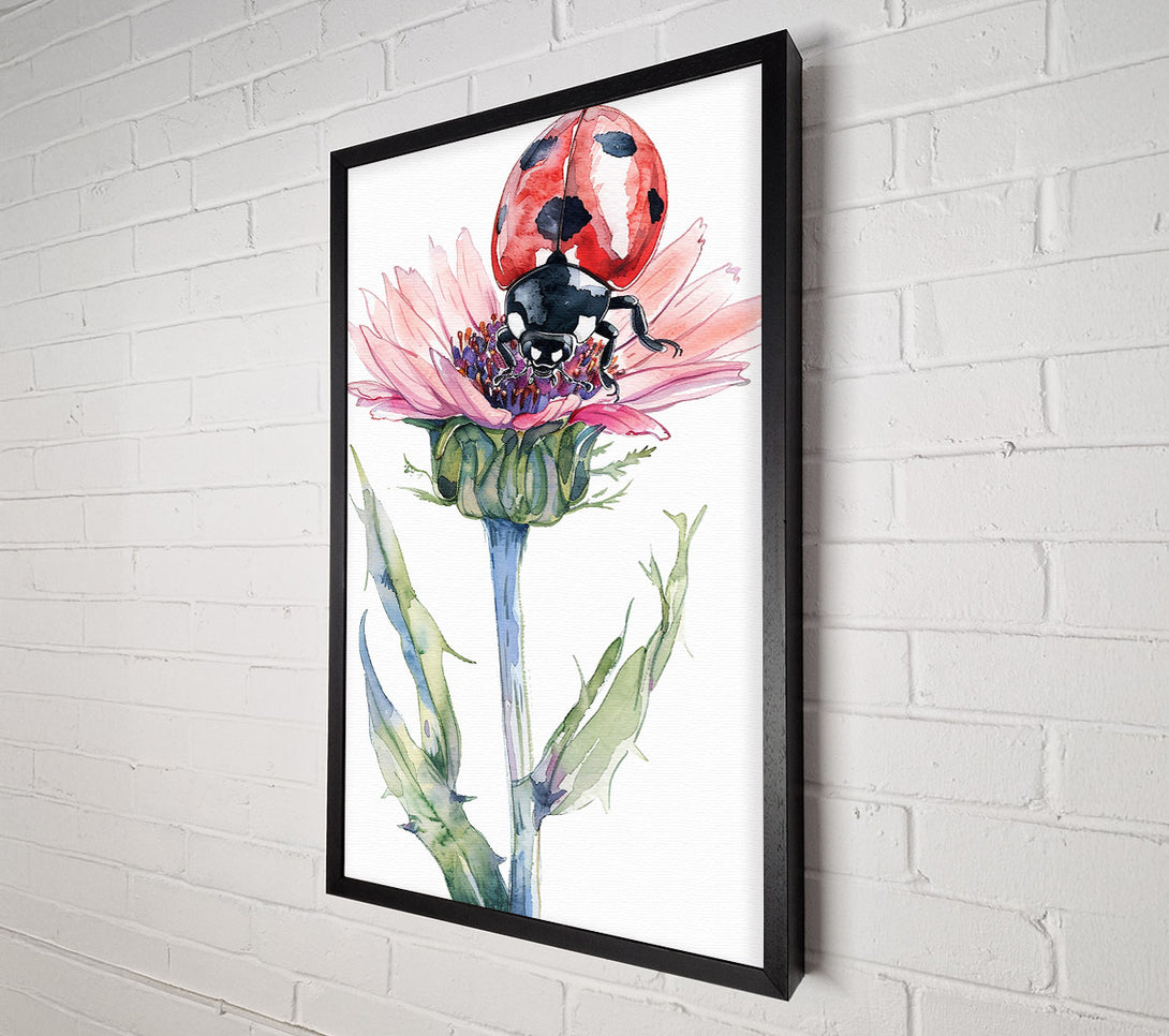  A Canvas Print of Pink Lady On Thistle Canvas Print