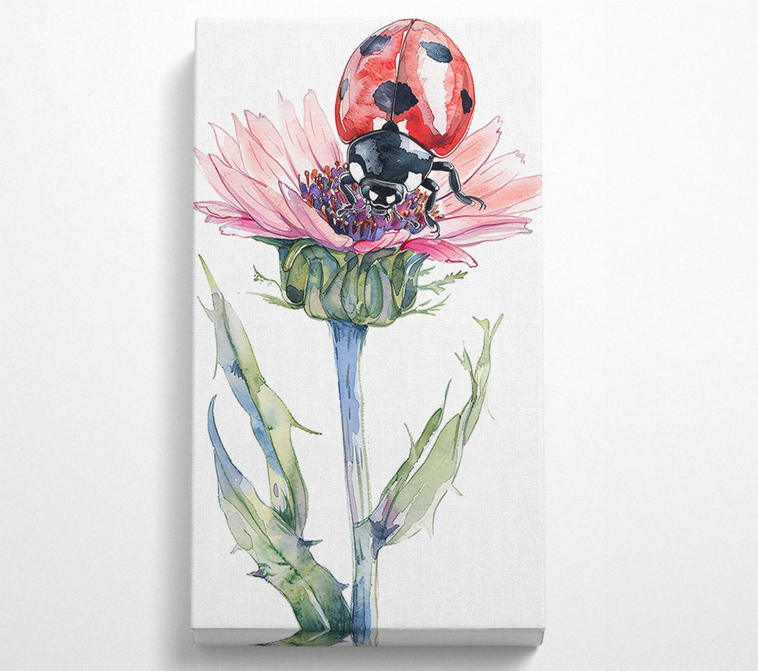  A Canvas Print of Pink Lady On Thistle Canvas Print
