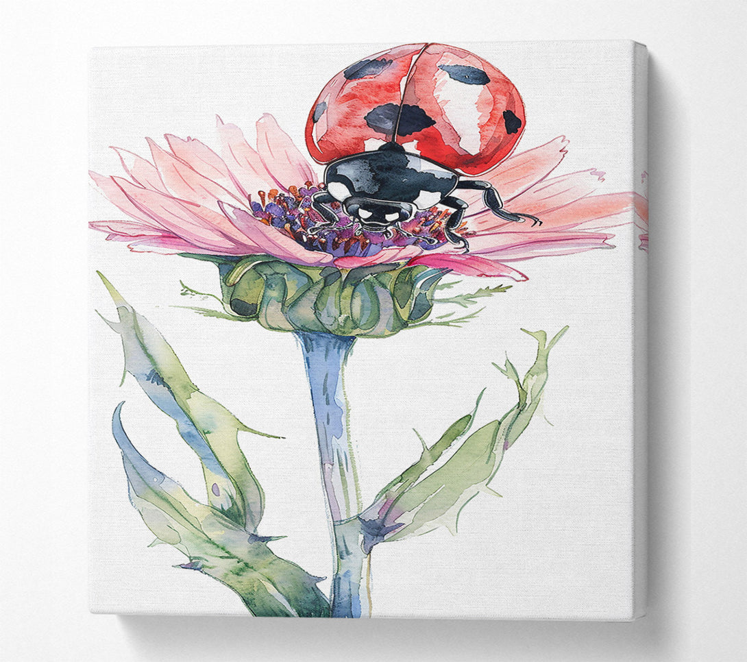  A Canvas Print of Pink Lady On Thistle Canvas Print