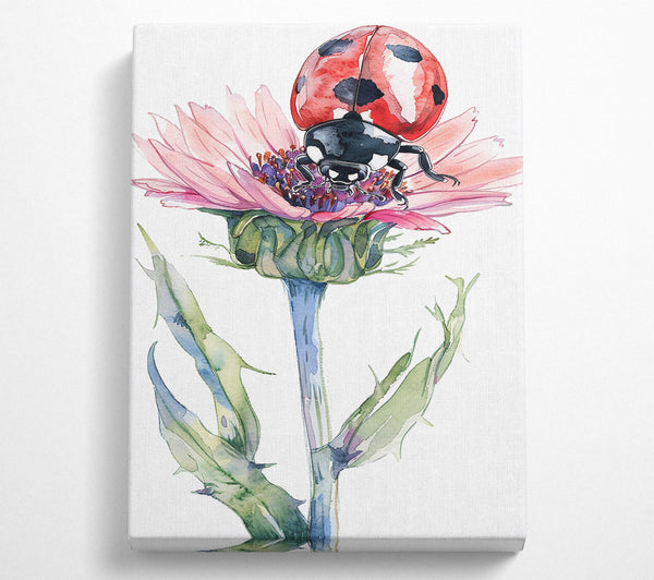  A Canvas Print of Pink Lady On Thistle Canvas Print