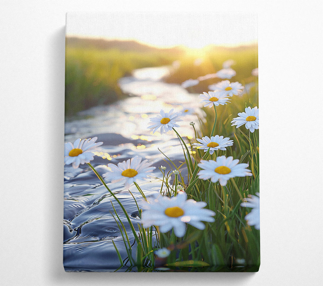  A Canvas Print of Golden Stream Daisies Canvas Wall Art
