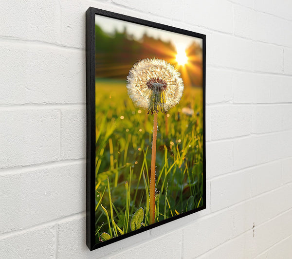 Golden Dandelion Wish