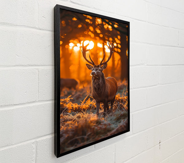 Golden Hour Buck