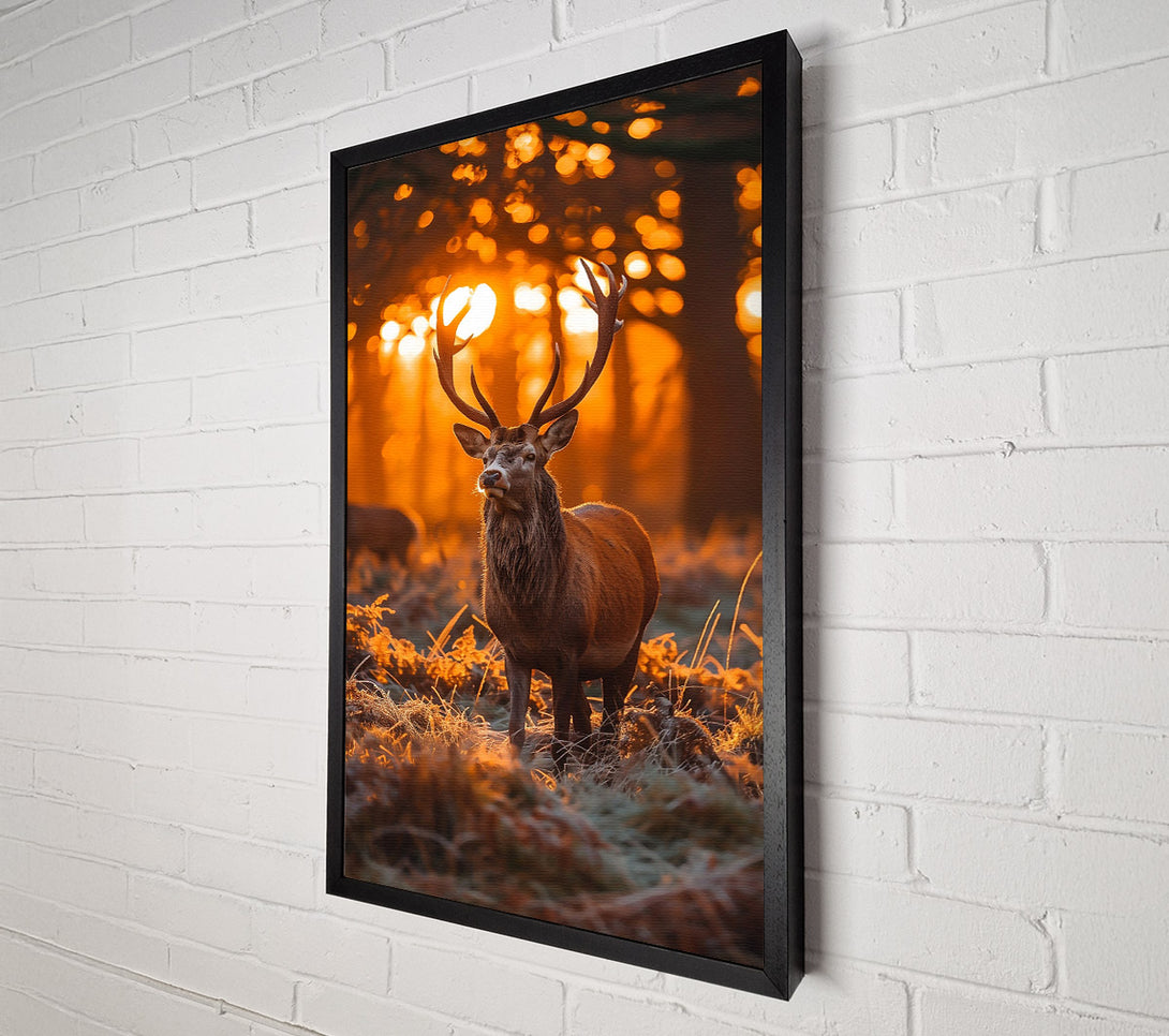  A Canvas Print of Golden Hour Buck Canvas Print