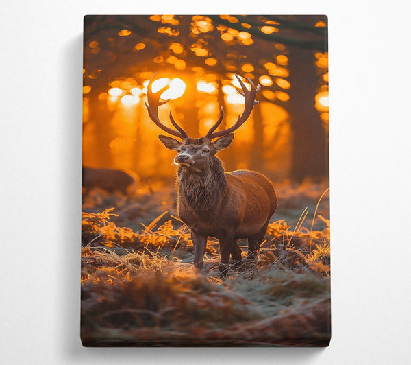  A Canvas Print of Golden Hour Buck Canvas Print
