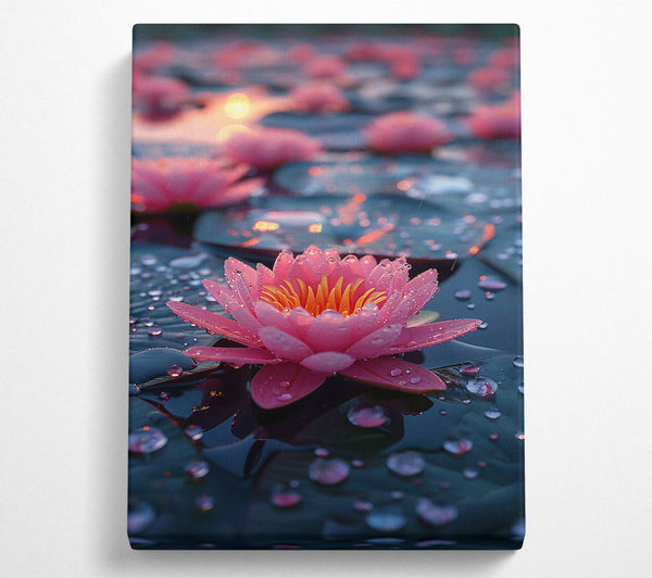  A Canvas Print of Pink Water Lily Bloom Canvas Print