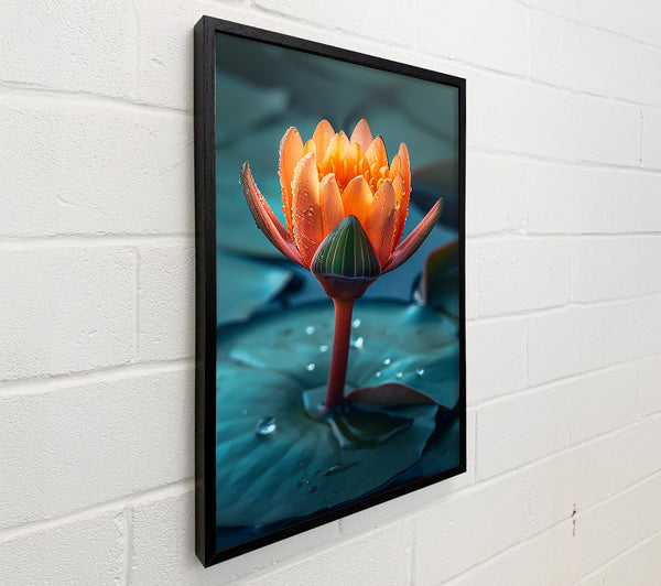 Orange Water Lily Bloom