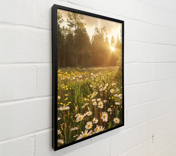 Golden Daisies In Light