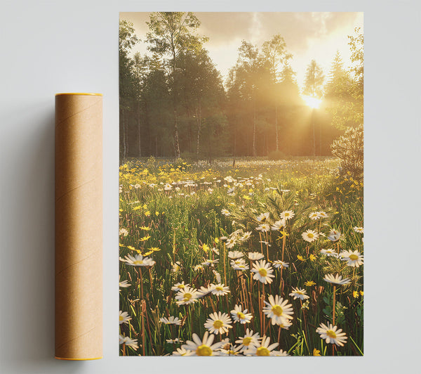 Golden Daisies In Light Print
