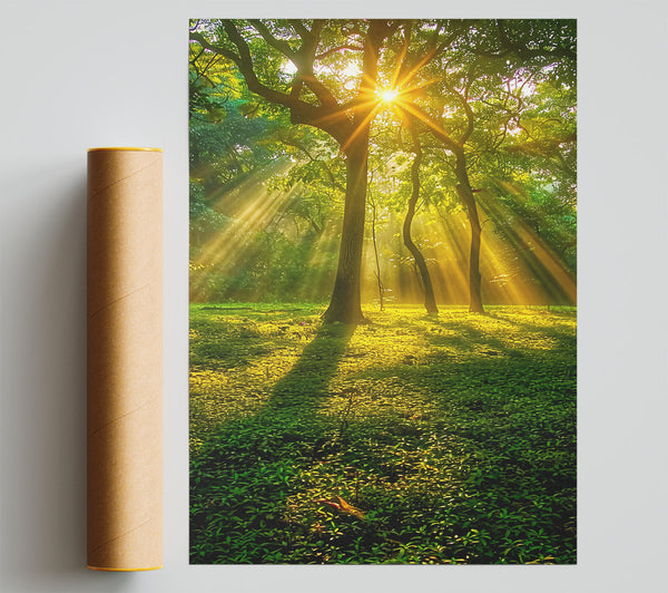 Golden Forest Sunrays Poster