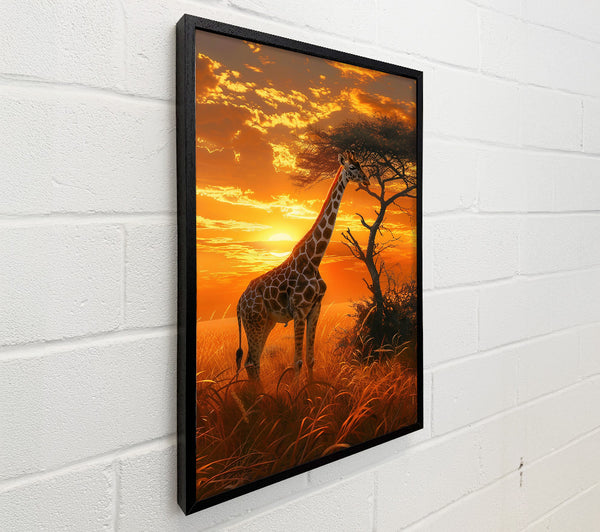 Golden Giraffe Sunset