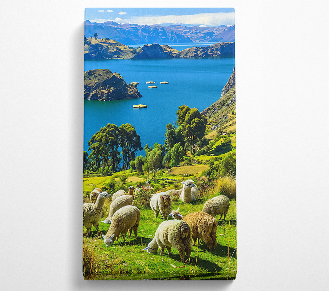 A Canvas Print of Azure Sky Llamas Grazing Canvas Wall Art