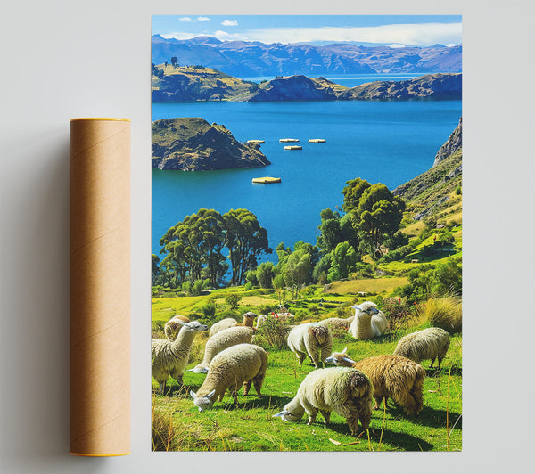 Azure Sky Llamas Grazing Giclee Print