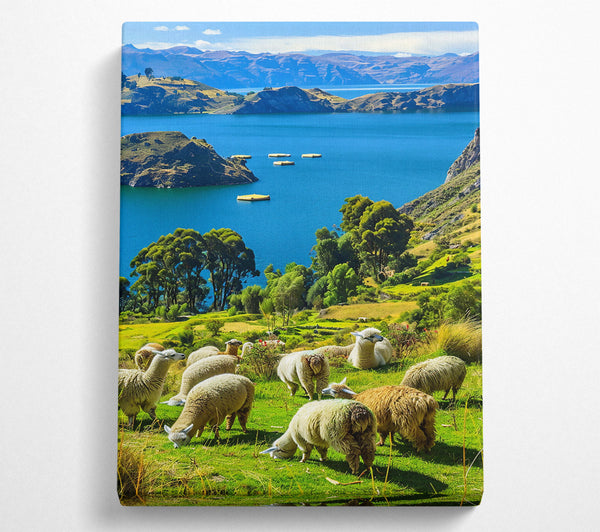  A Canvas Print of Azure Sky Llamas Grazing Canvas Wall Art
