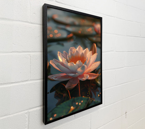 Pale Pink Water Lily