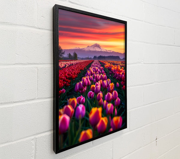 Orange Sunset Tulips
