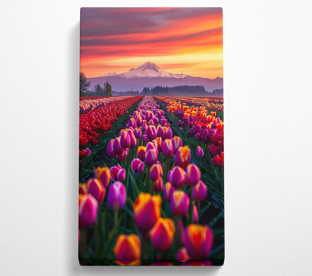 A Canvas Print of Orange Sunset Tulips Canvas Art