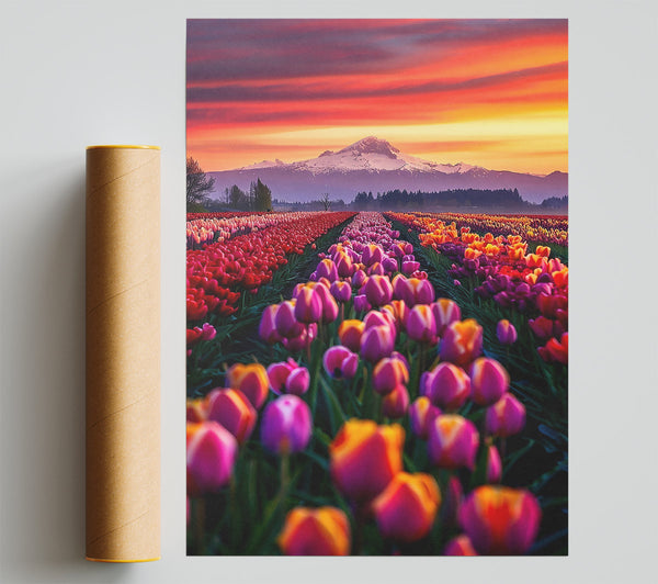 Orange Sunset Tulips Giclee Print