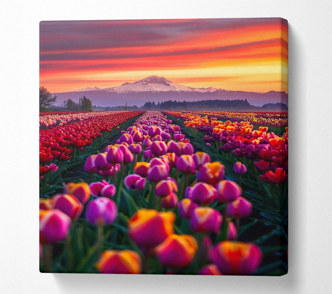  A Canvas Print of Orange Sunset Tulips Canvas Art