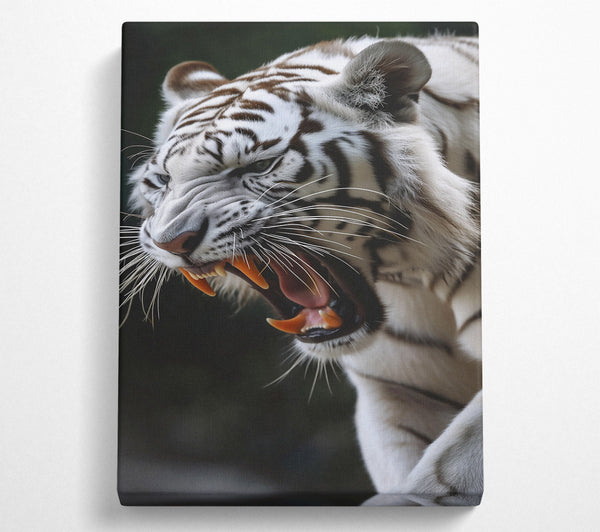  A Canvas Print of White Tiger'S Roar Canvas Print