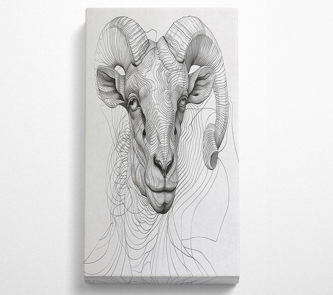  A Canvas Print of White Ram'S Gaze Canvas Art