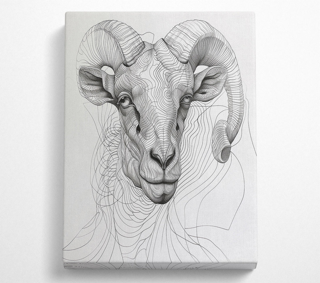  A Canvas Print of White Ram'S Gaze Canvas Art