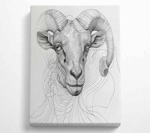  A Canvas Print of White Ram'S Gaze Canvas Art