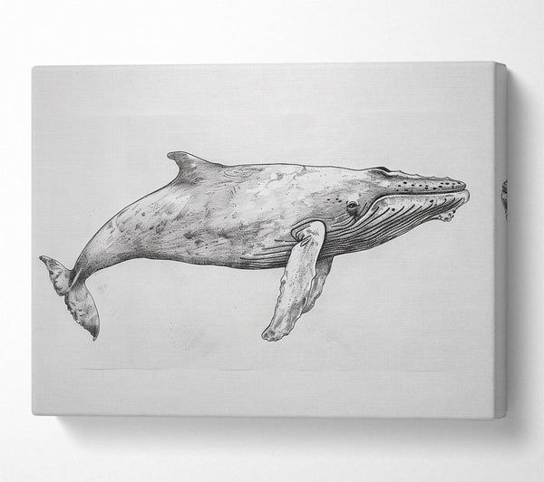  A Canvas Print of Gray Whale In Motion Canvas Art