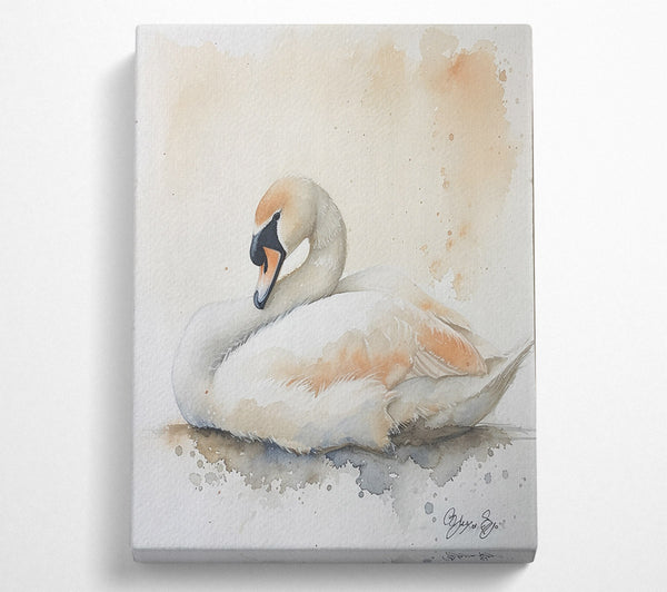  A Canvas Print of Peachy Swan Slumber Canvas Wall Art
