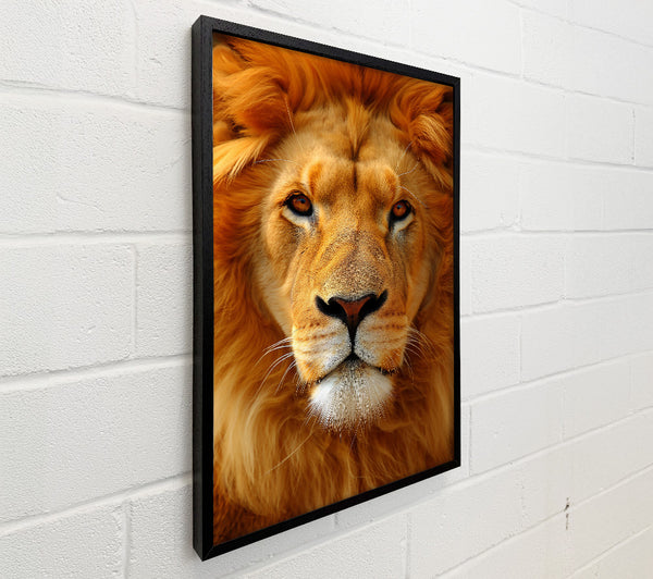 Golden Lion Gaze