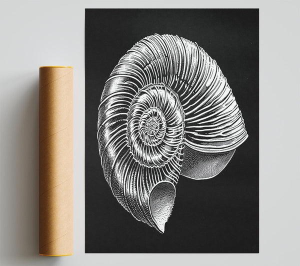 White Spiral Shell Print
