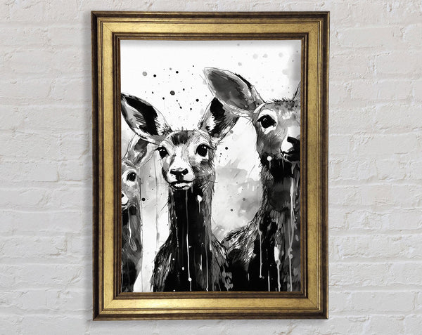Kangaroo White And White Framed Print