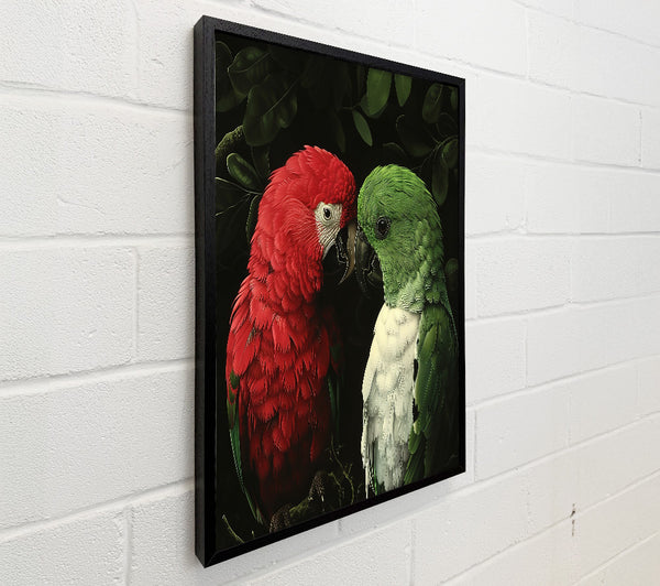 Crimson Parrot Encounter