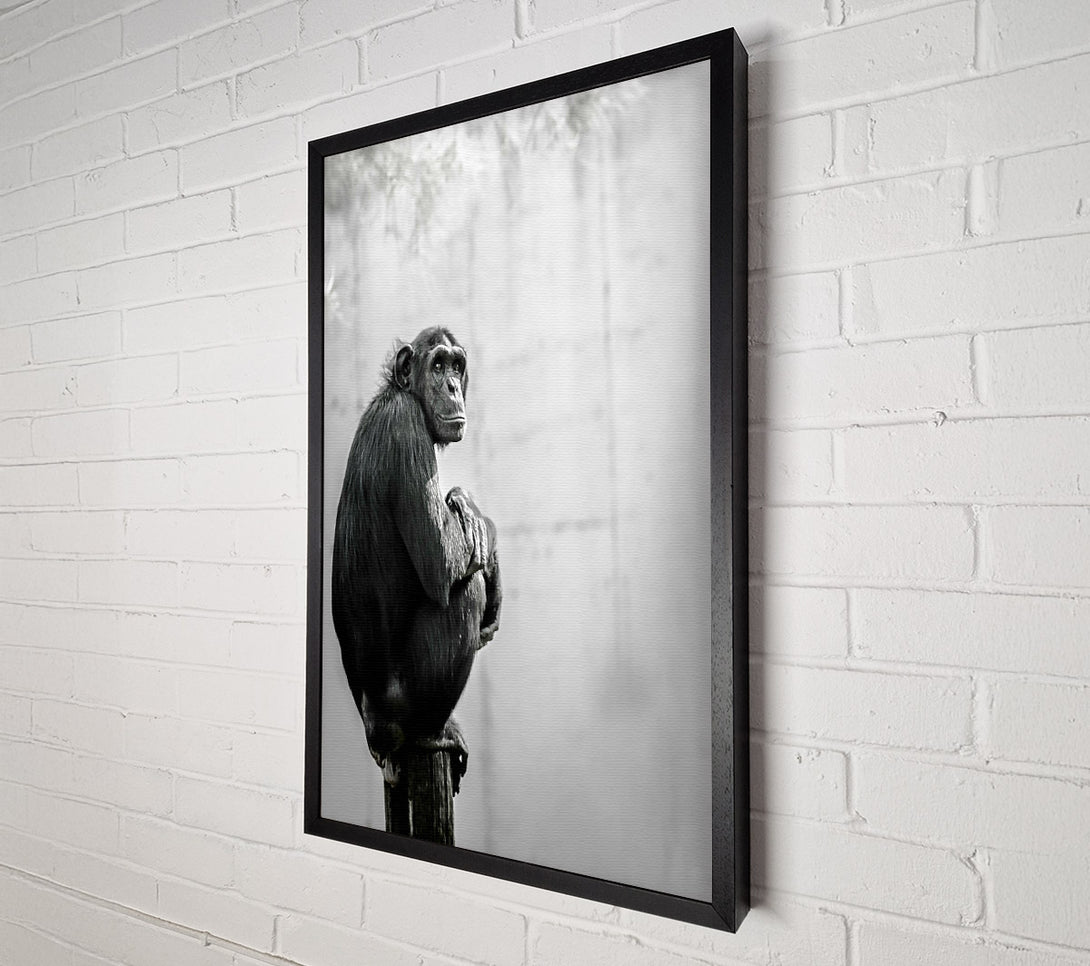  A Canvas Print of Black Chimp Contemplation Canvas Print