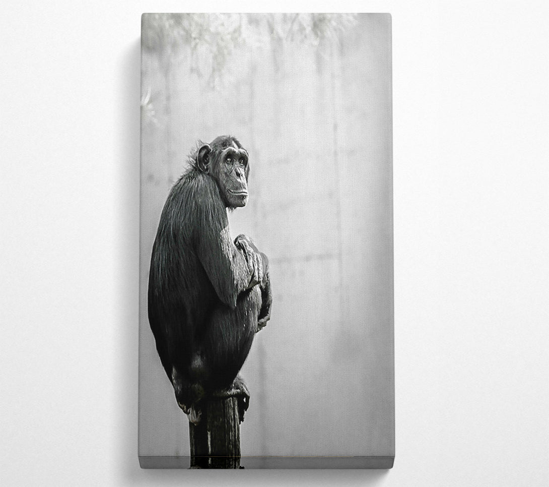  A Canvas Print of Black Chimp Contemplation Canvas Print