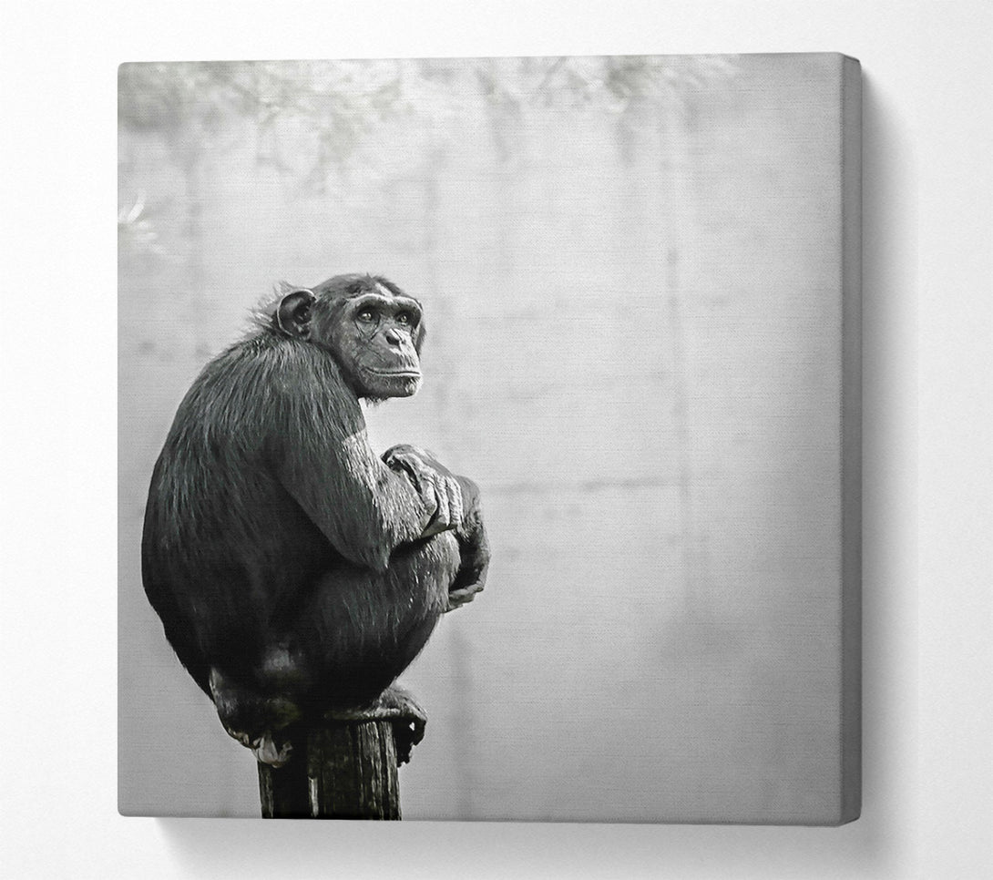  A Canvas Print of Black Chimp Contemplation Canvas Print