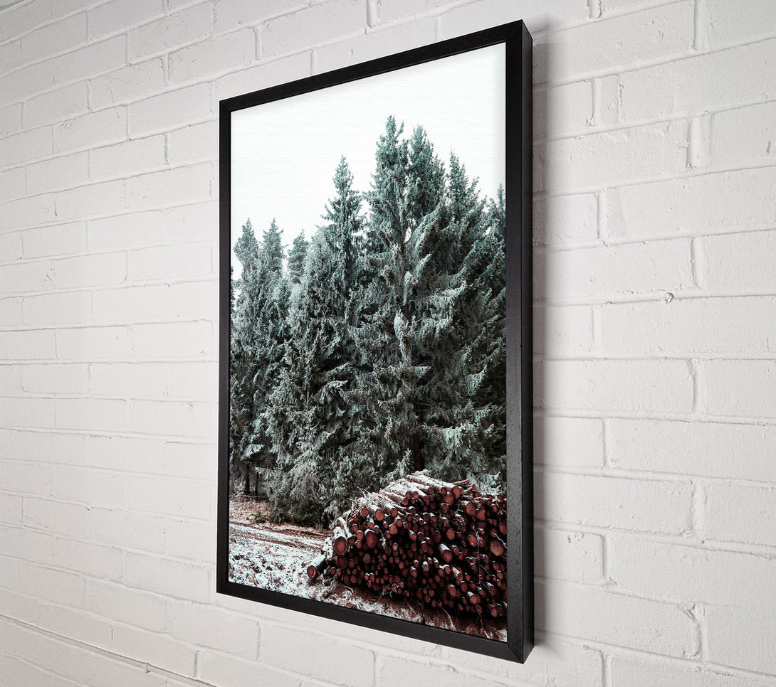  A Canvas Print of Crimson Pines In Winter Canvas Wall Art