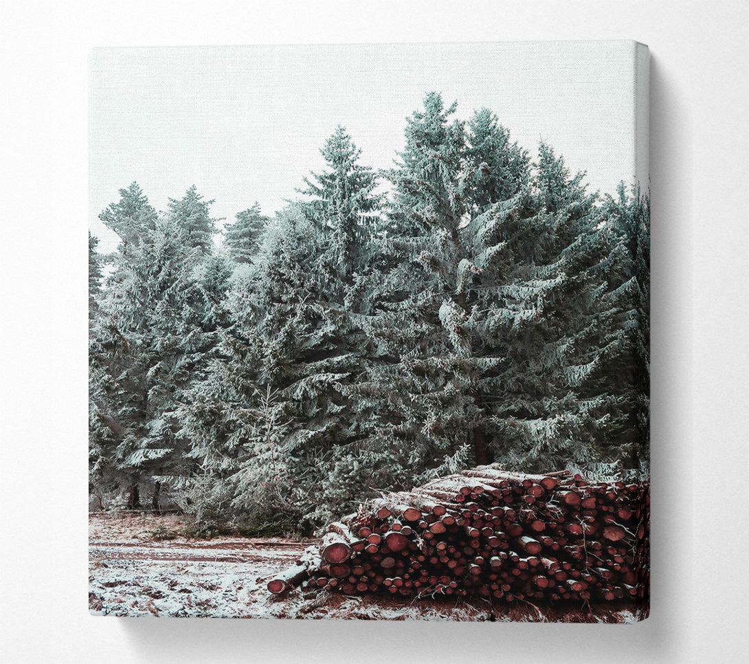 A Canvas Print of Crimson Pines In Winter Canvas Wall Art