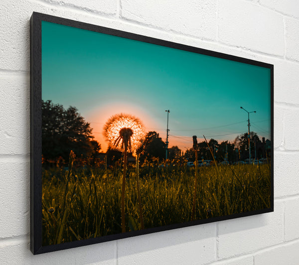 Teal Sunset Dandelion