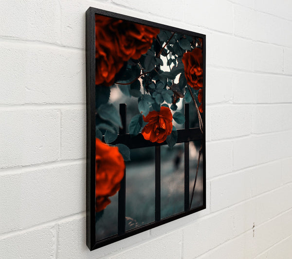 Crimson Rose Through Bars