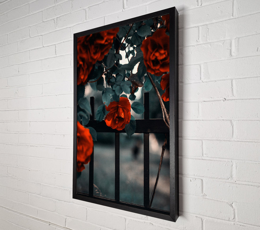  A Canvas Print of Crimson Rose Through Bars Canvas Print
