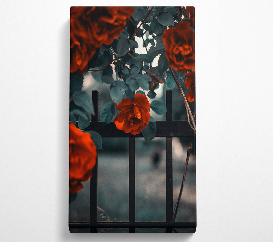  A Canvas Print of Crimson Rose Through Bars Canvas Print