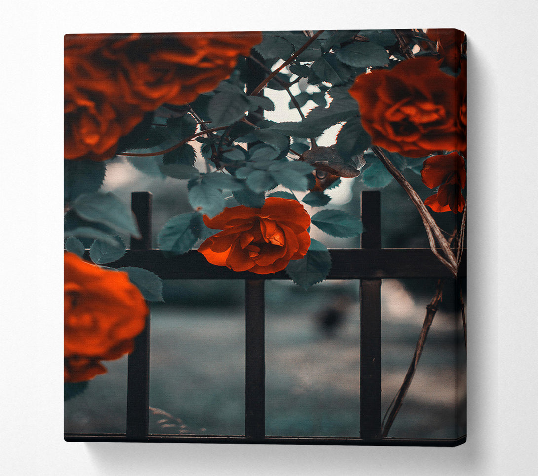  A Canvas Print of Crimson Rose Through Bars Canvas Print