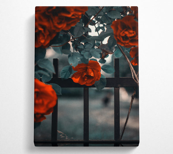  A Canvas Print of Crimson Rose Through Bars Canvas Print