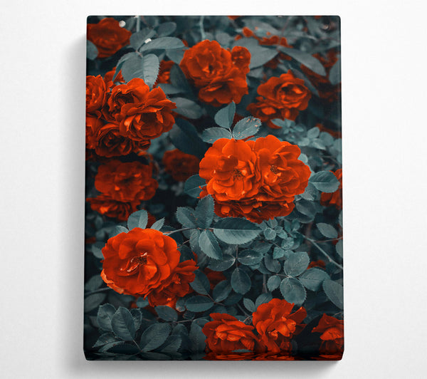  A Canvas Print of Crimson Rose Embrace Canvas Print