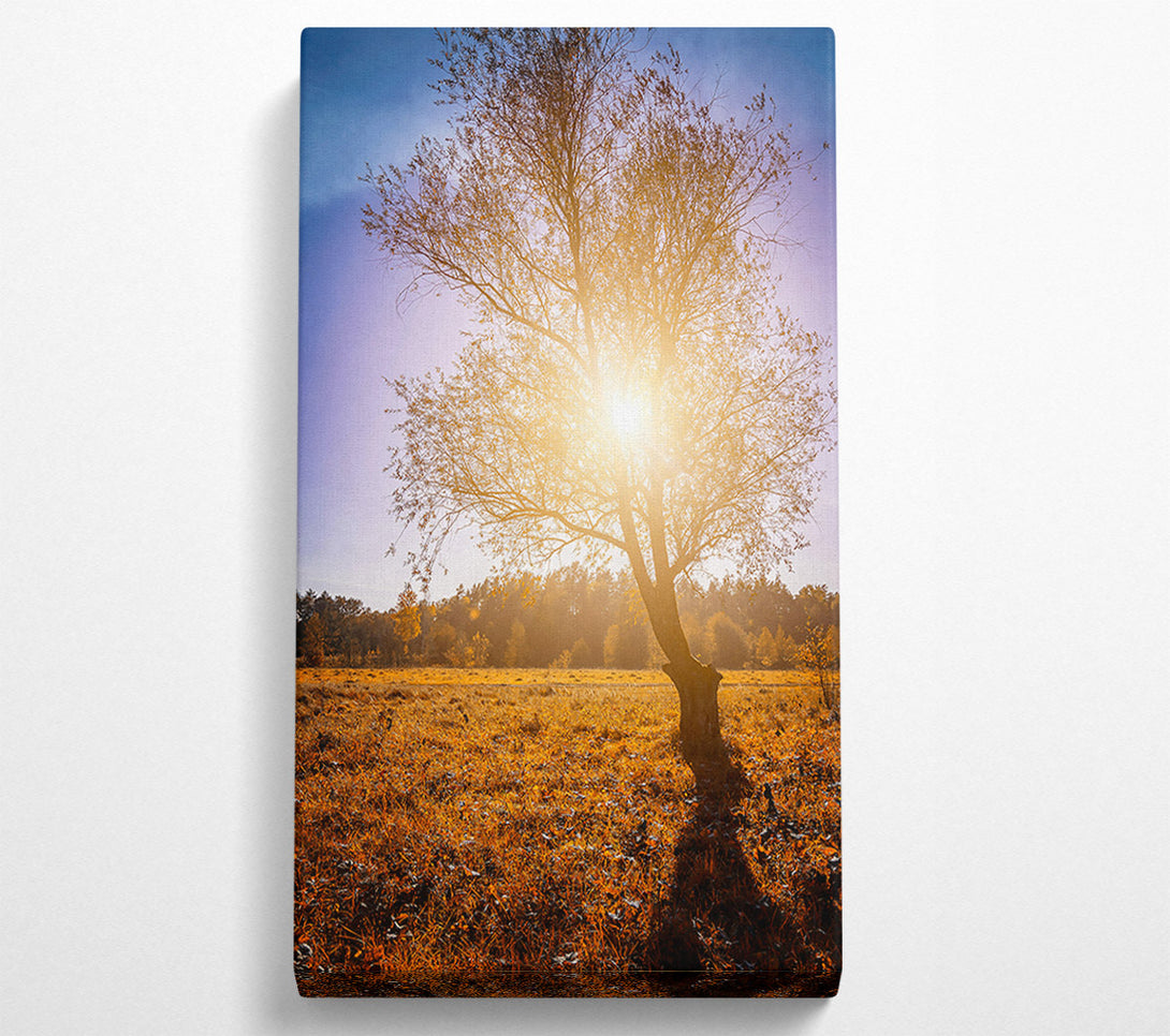  A Canvas Print of Golden Sunlit Tree Canvas Art