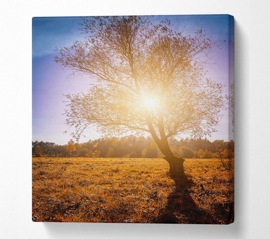  A Canvas Print of Golden Sunlit Tree Canvas Art